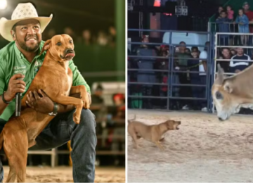 Caramelo que enfrentou touro em rodeio é adotado e ganha novo nome