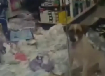 Cachorro invade farmácia em Pontalina e destrói fraldas
