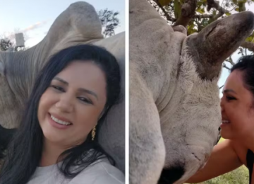 Boi de estimação reconhece dona e reforça decisão de não comer carne