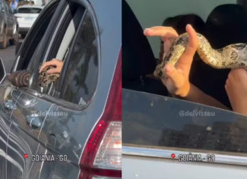 Jiboia é flagrada dentro de carro durante trânsito em Goiânia
