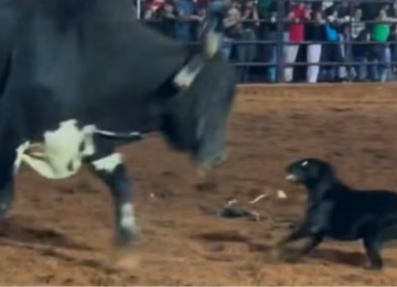 Cadela invade arena e encara touro durante rodeio em Ouvidor