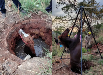 Cavalo é resgatado de poço em área rural de Niquelândia