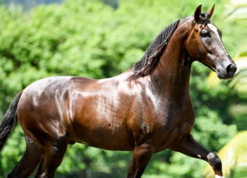 Cavalo de R$ 12 milhões morreu após consumir ração suspeita em Goiás