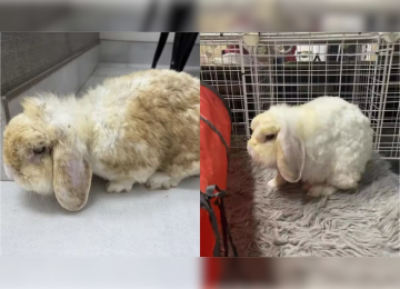 De coelho marrom a branco: animal resgatado no Canadá surpreende após banhos