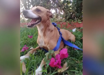 Dezembro Verde alerta para alta de abandono de animais durante festas em Goiânia