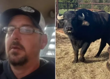 Fazendeiro morre após ataque de búfalos recém-comprados em Oklahoma