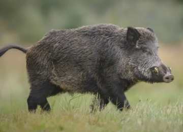Ibama reforça cerco contra javalis para proteger a Chapada dos Veadeiros
