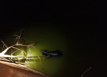 PRF resgata cachorro que se afogava em represa às margens da BR-364, em Jataí 