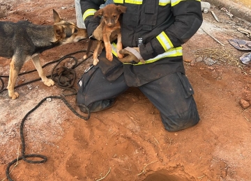 Bombeiros resgatam 9 filhotes de cachorro presos em buracos durante obra em Goiatuba