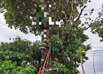  Homem morre após levar descarga elétrica enquanto podava árvore em Caldas Novas