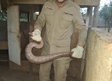Jiboia é resgatada dentro de galinheiro e devolvida à natureza em Ipameri