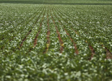 Sem acordo: governo e bancada ruralista mantêm impasse sobre renegociação de dívidas do agro
