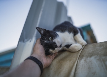 Estudos revelam que o ronronar dos gatos ajuda a reduzir o estresse e promove sensação de calma