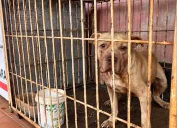 Justiça concede liberdade provisória a mãe de criança atacada por pit bull em Itumbiara