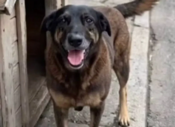 Morte de cão por grupo de adolescentes gera comoção e investigação policial em SC