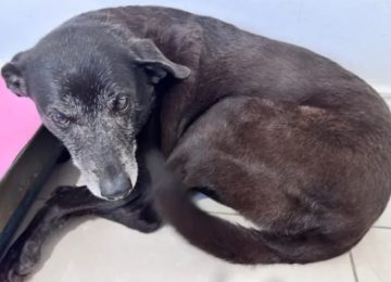 Investigado por coação em caso de maus-tratos ao Cão Orelha morre após infarto em SC