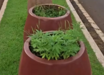 Pés de maconha são encontrados em canteiro central de avenida movimentada em Jataí