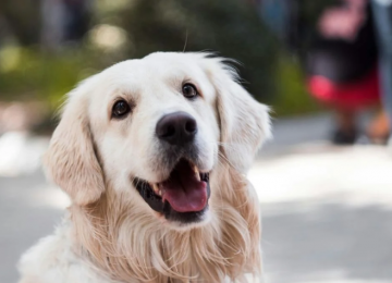 Mel, Luna e Thor estão entre os nomes de pets mais populares no Brasil, aponta PetCenso 2025