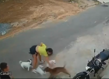 Pitbull foge de casa, ataca mulher e confusão termina em agressão no Ceará