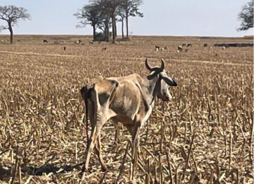 Mais de 80 cabeças de gado morrem de fome em fazenda de Santa Helena de Goiás
