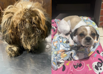 Polícia Civil resgata cachorro abandonado em condições insalubres em Rio Verde