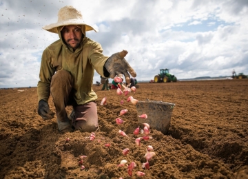Goiás se consolida como potência na produção de alho e registra recorde histórico em 2024