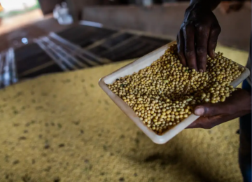 Rio Verde e Cristalina colocam Goiás no topo da produção agrícola nacional