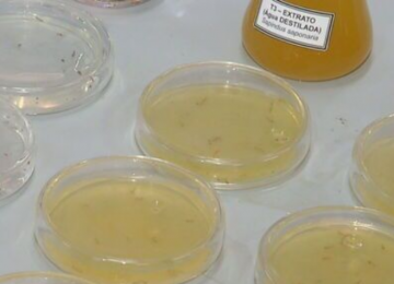 Estudantes de Itumbiara desenvolvem gel natural capaz de eliminar larvas da dengue em 36 minutos