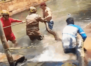 Corpo de Bombeiros resgata sucuri gigante em área de banho no Rio Quente