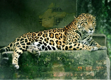 Trabalhador é atacado por onça-pintada no Pantanal