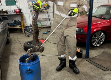 Jiboia de mais de um metro é encontrada dentro de oficina em Trindade 