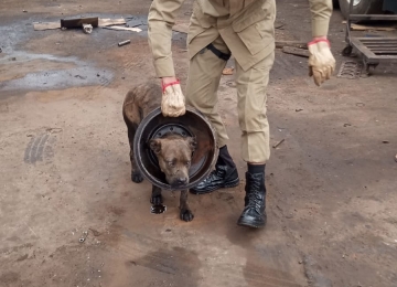 Cadela fica presa em roda de caminhão e mobiliza bombeiros em Aparecida de Goiânia 