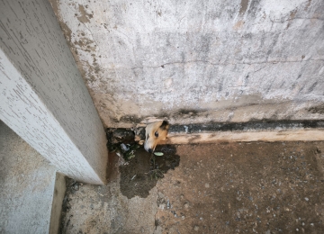 Bombeiros resgatam cachorro preso em cano em São Luís de Montes Belos 
