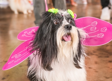 Carnaval pet reúne desfile de fantasias e feira de adoção em Aparecida de Goiânia
