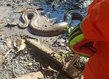 Sucuri de 3,5 metros é capturada em casa de Itumbiara