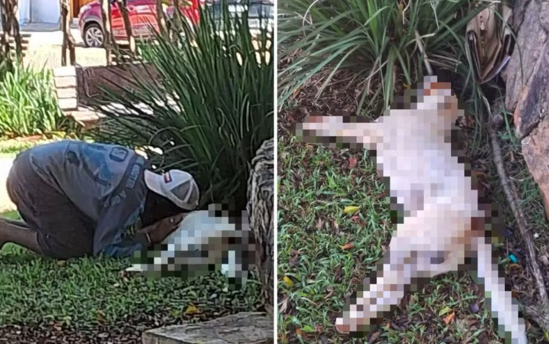 Abordagem da PM termina com cachorro morto a tiros e prisão de feirante em Pirenópolis 