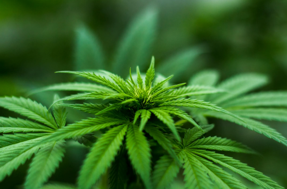 Brasil pode produzir canabidiol legalmente com nova planta descoberta pela UFRJ 