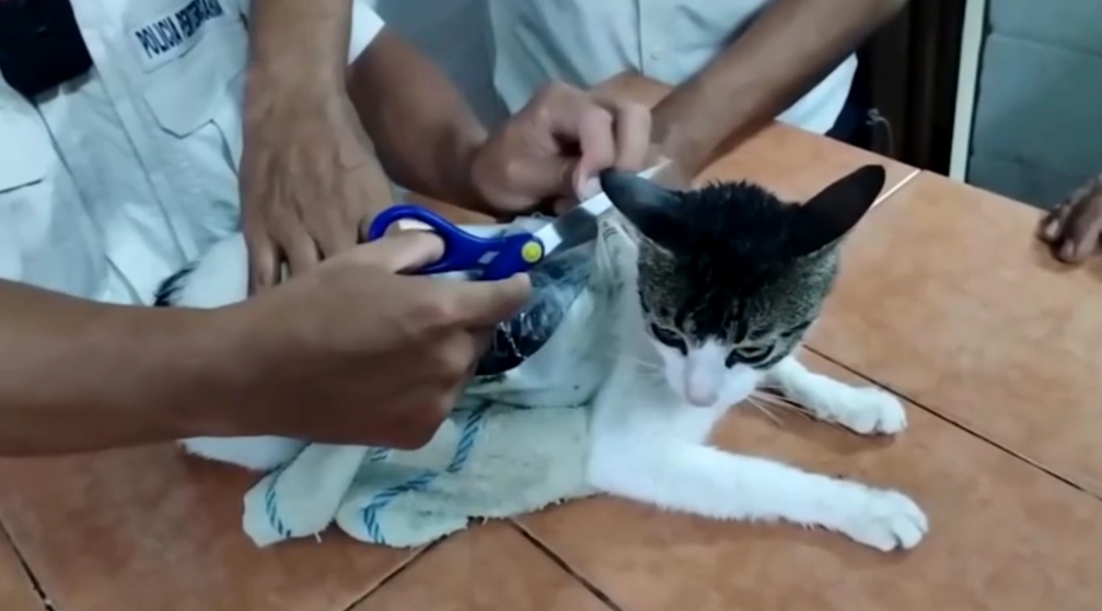 Gato é usado em esquema de tráfico e é capturado em presídio 