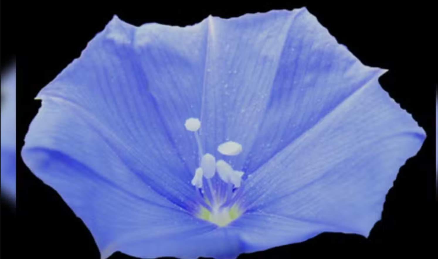 Achado raro: planta azul é descoberta em Goiás, mas pode sumir logo 