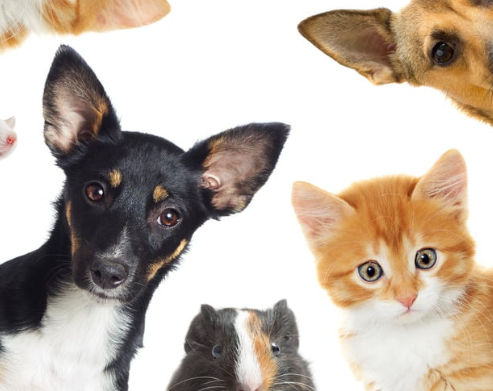 Cuidados com energia elétrica evitam acidentes com pets em casa 