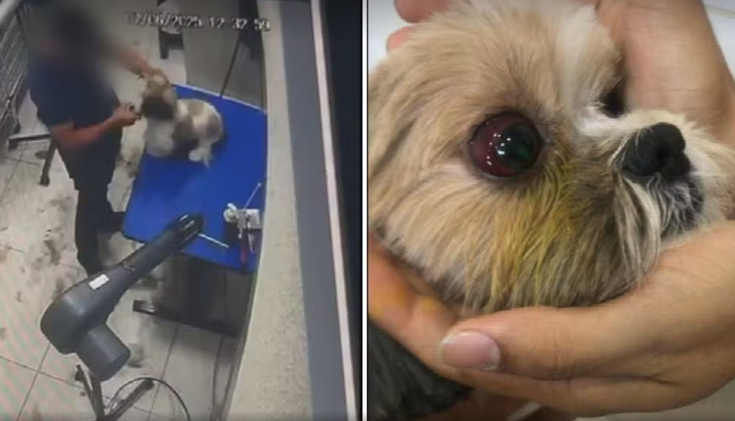 Cadela é agredida durante tosa em pet shop de Aparecida de Goiânia; vídeo comprova 