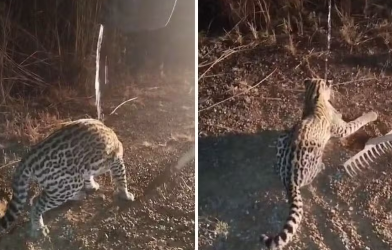 Casal encontra filhote de jaguatirica em rodovia de Goiás e registra o momento 