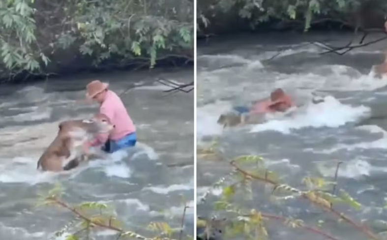 Peão arrisca a vida para salvar bezerro em rio com forte correnteza em Goiás 