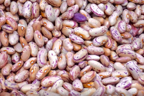 Goiás bate recorde e se consolida como potência nacional na produção de feijão 