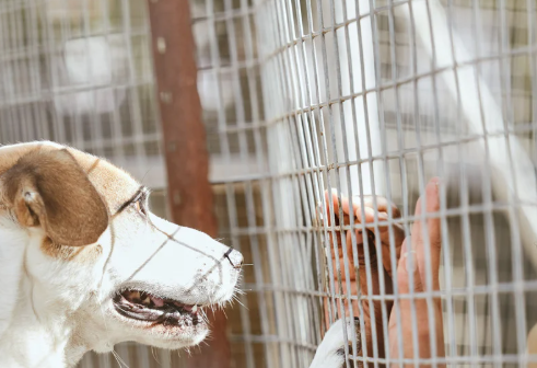 Feira de Adoção em Aparecida de Goiânia terá cães e gatos com vale-castração 