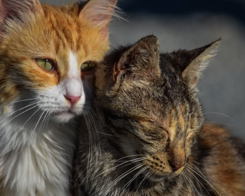 Evento em Goiânia oferece 40 cães e gatos para adoção responsável neste sábado
