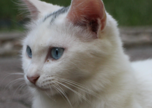 Juíza de Goiânia proíbe criação de gatos comunitários em condomínio