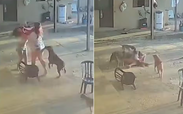 Vídeo mostra cachorro tentando separar briga entre mulheres em Posse, Goiás