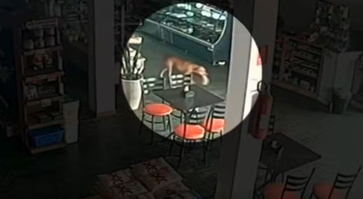 Cadela 'furtando' pão em padaria viraliza em Caturaí