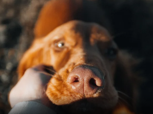 Buriti Shopping realiza nova edição da feira de adoção Deu Match com Meu Pet neste sábado